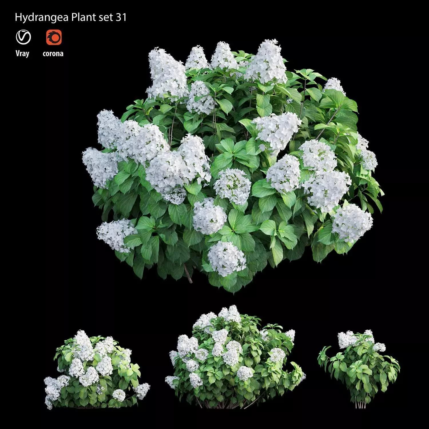 Hydrangea Plant set 31 3D model