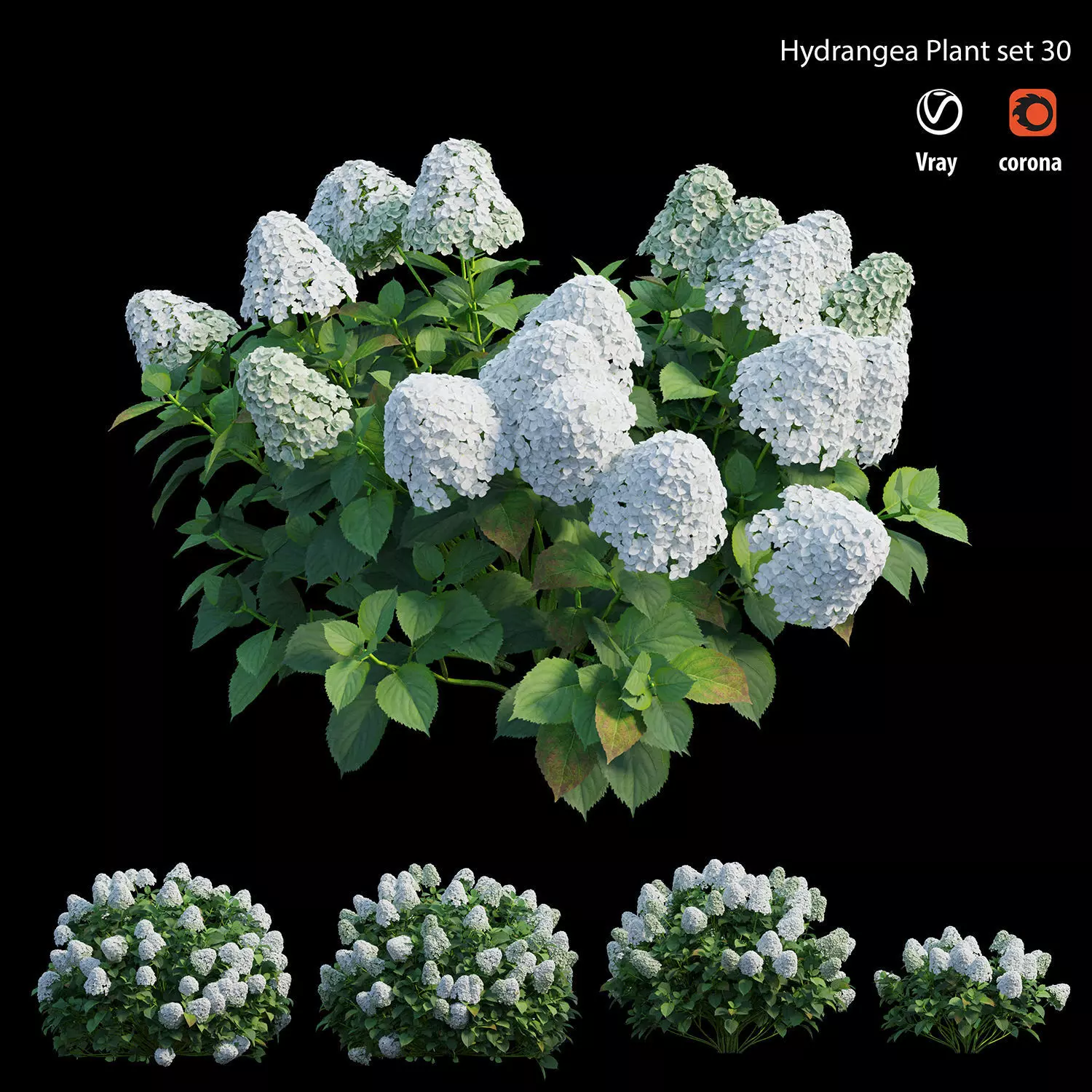 Hydrangea Plant set 30 3D model