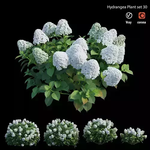 Hydrangea Plant set 30 3D model