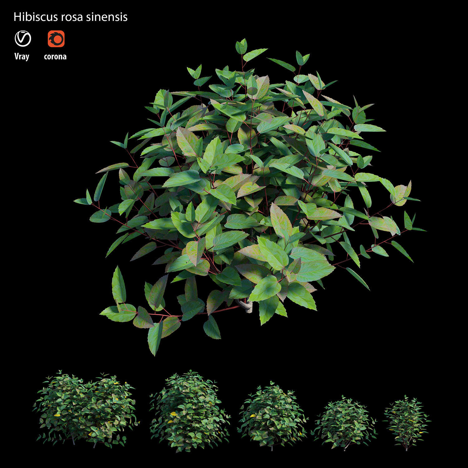 Hibiscus rosa sinensis 3D model_3