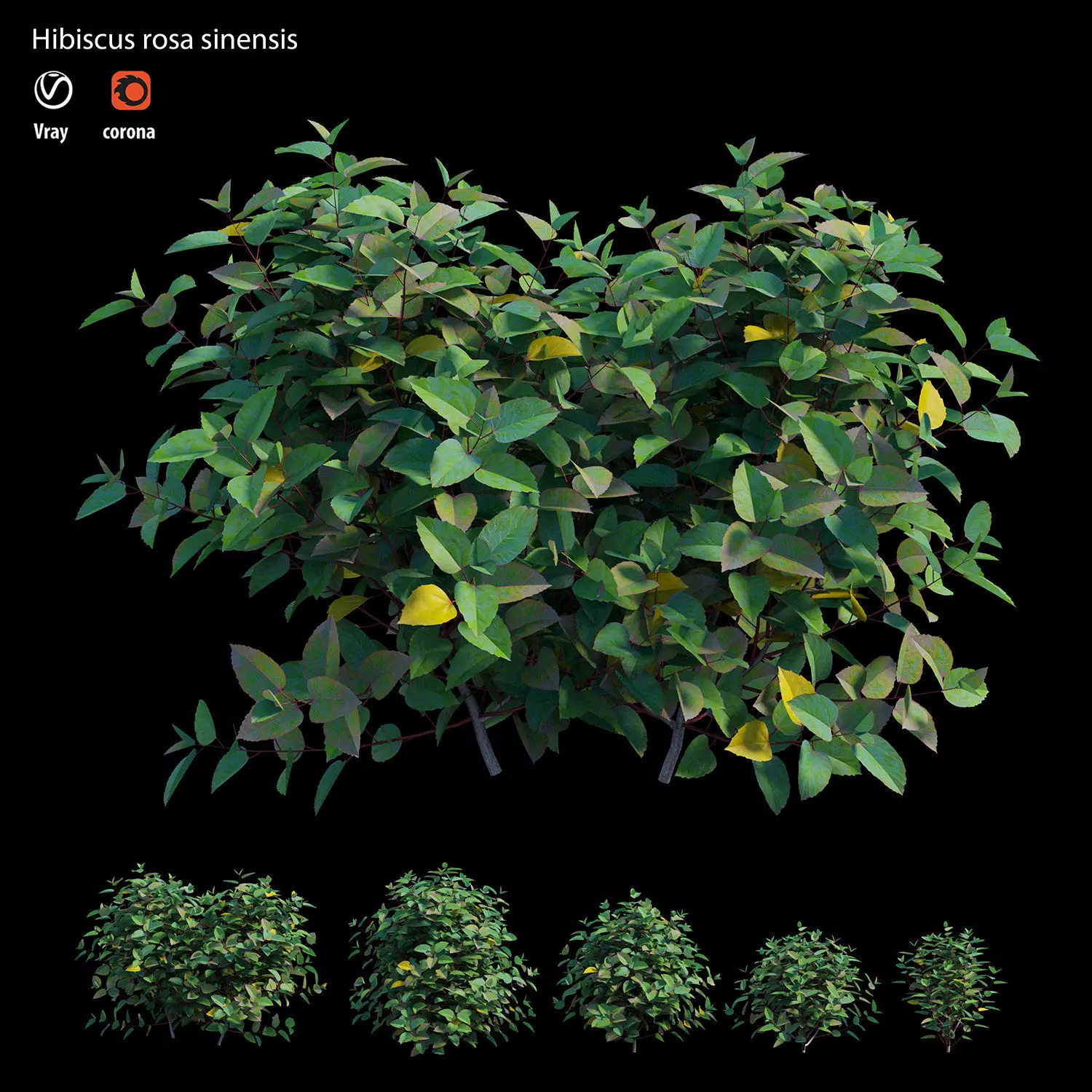 Hibiscus rosa sinensis 3D model_0