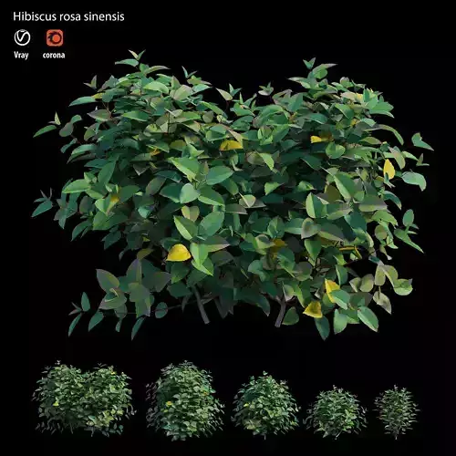 Hibiscus rosa sinensis 3D model