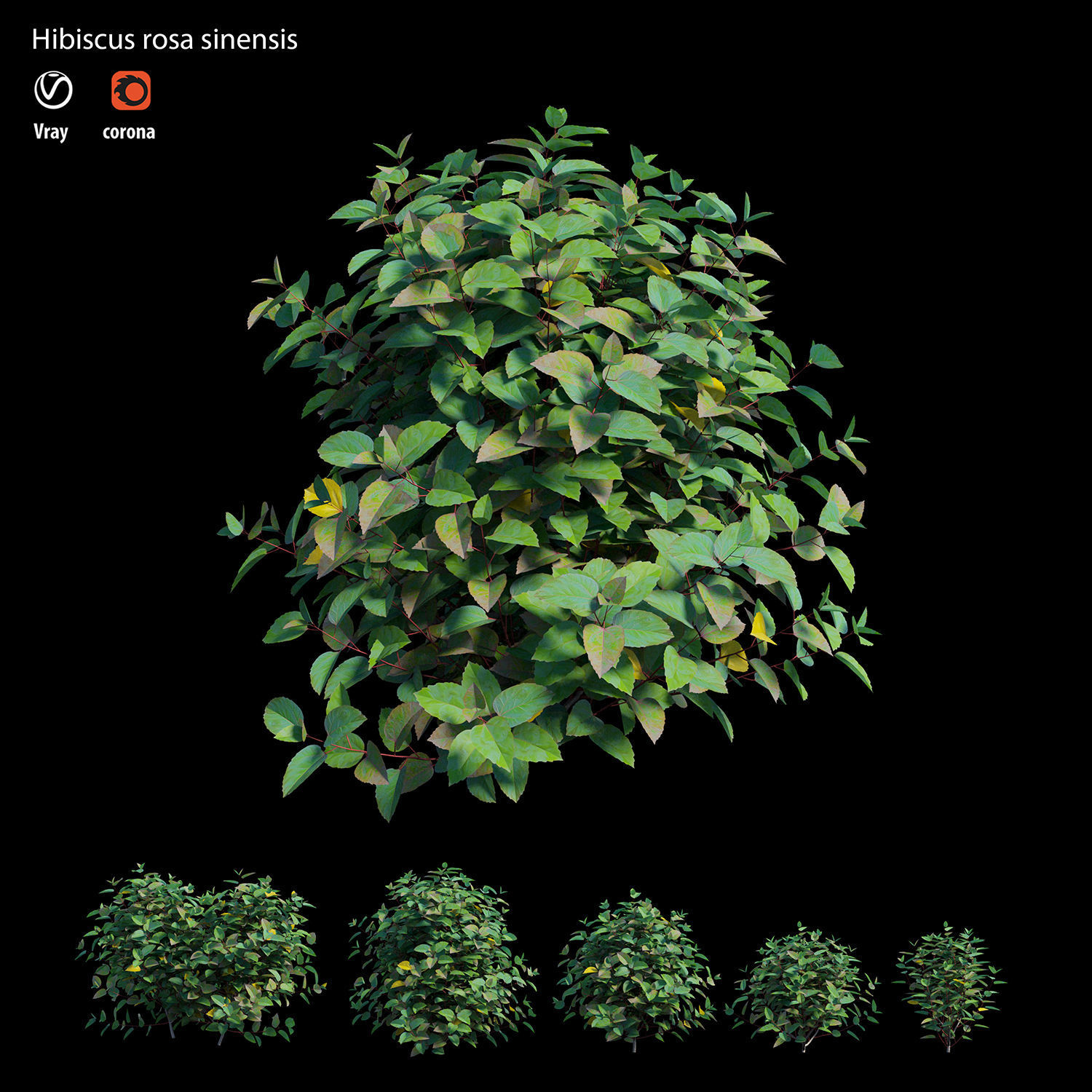 Hibiscus rosa sinensis 3D model_1