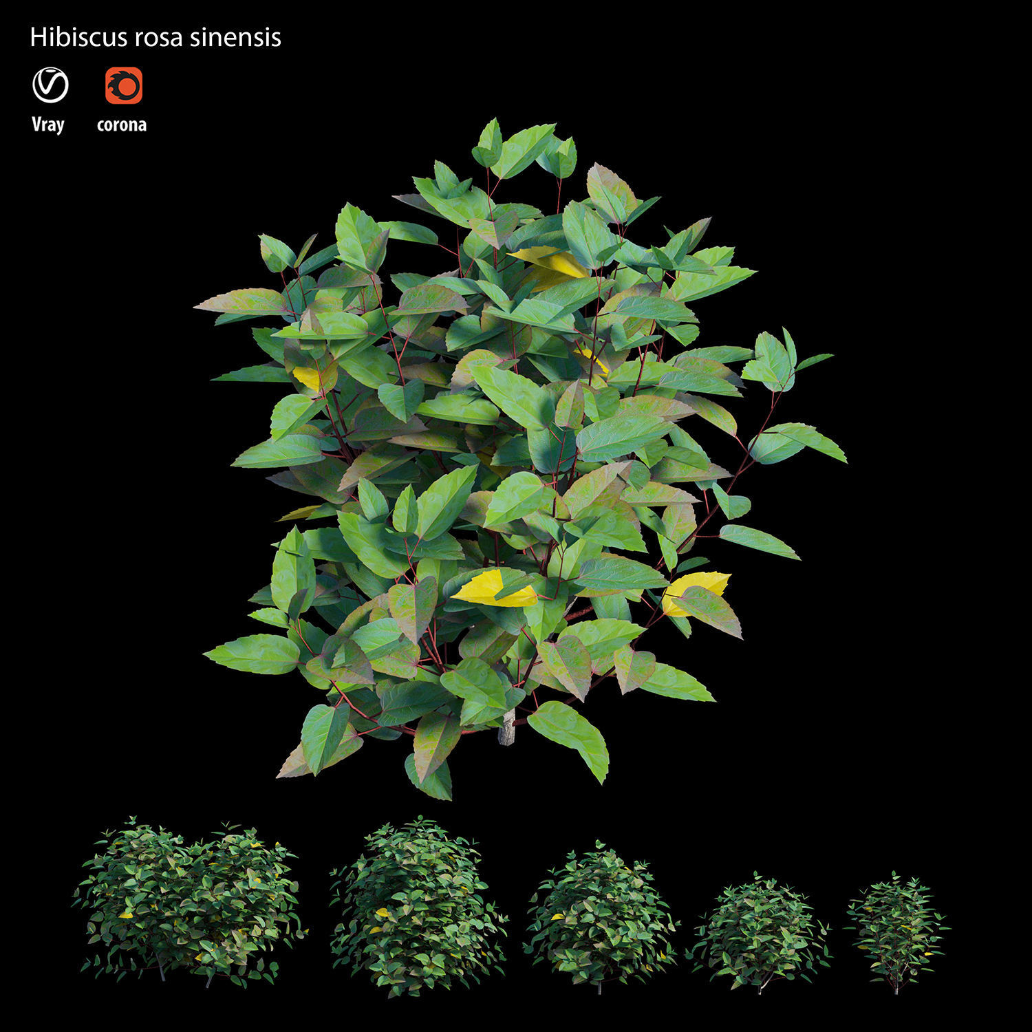 Hibiscus rosa sinensis 3D model_4
