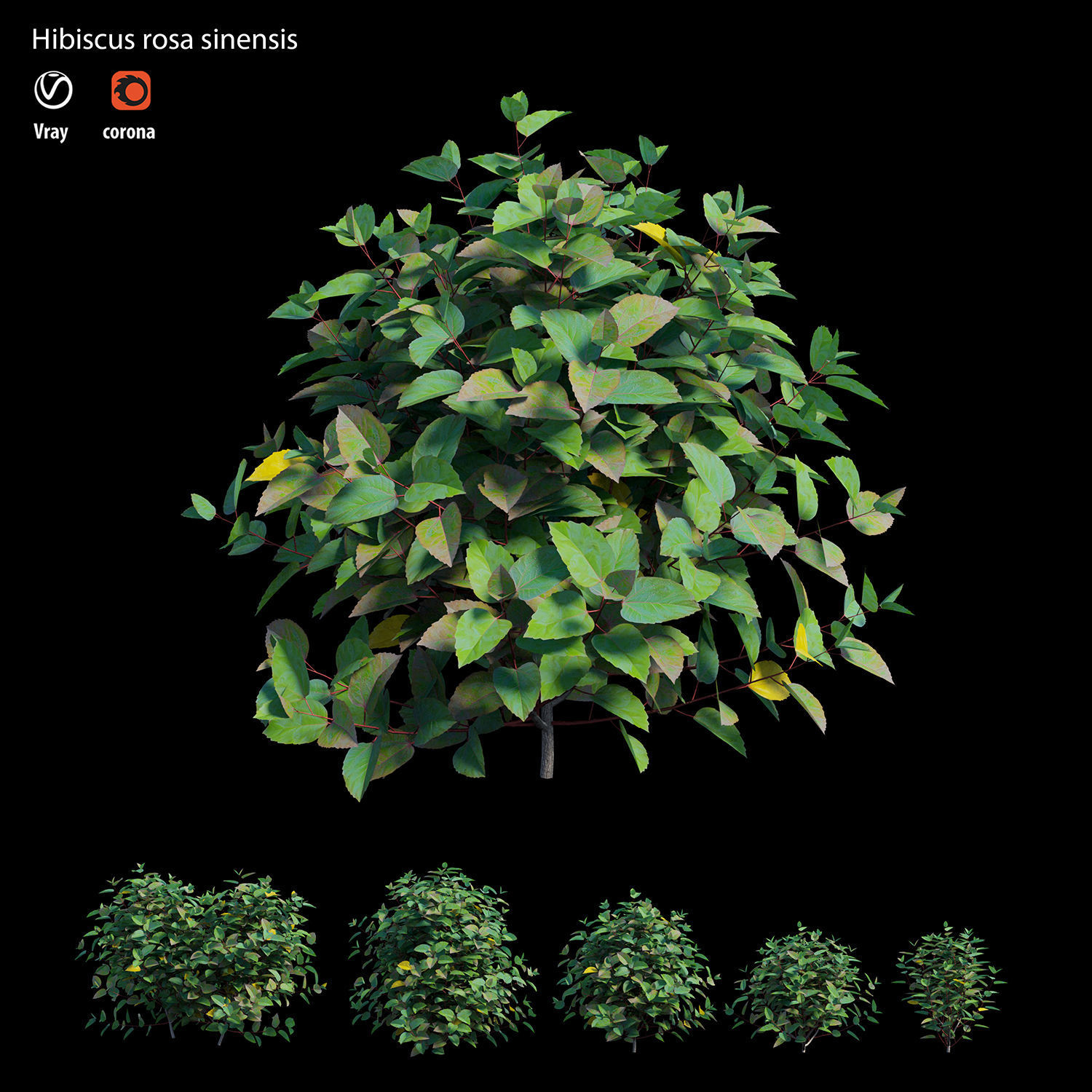 Hibiscus rosa sinensis 3D model_2