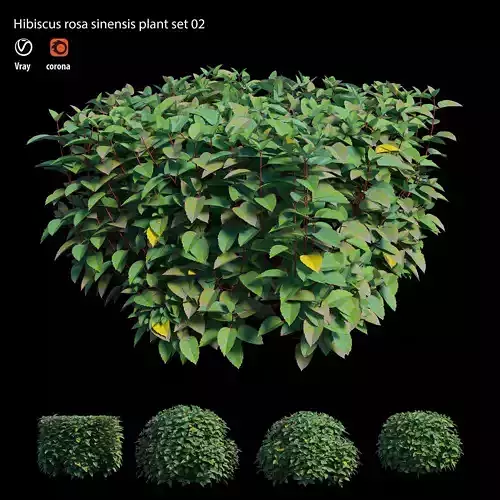 Hibiscus rosa sinensis 02 3D model