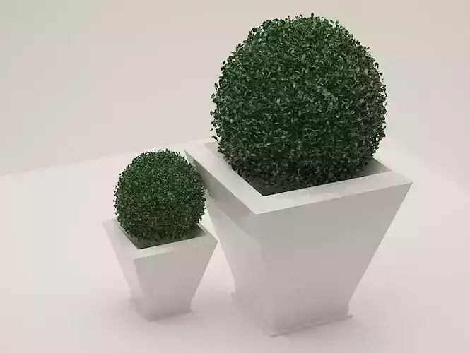 indoor bush 
