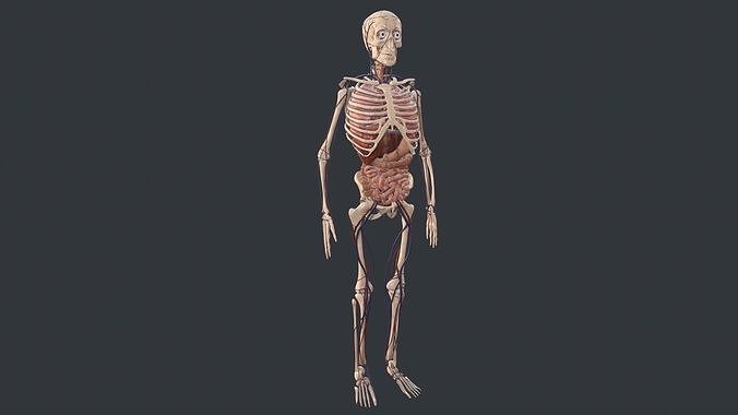 Animated Human Body with circulatory system Low-poly 3D model