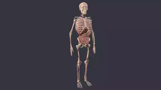 Animated Human Body with circulatory system Low-poly 3D model