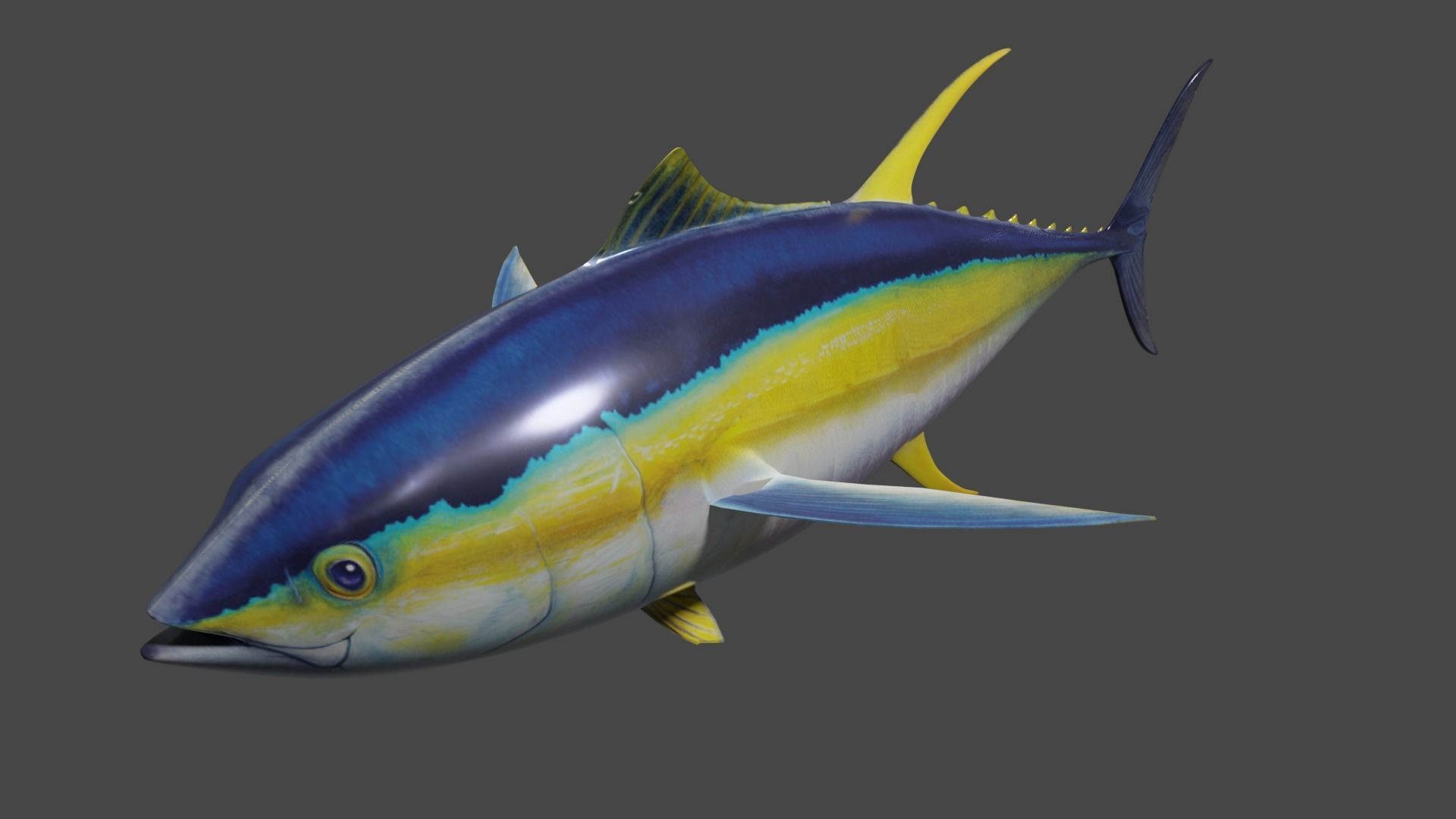Yellowfin Tuna Rigged Hi and Low Poly Versions Low-poly 3D model_2