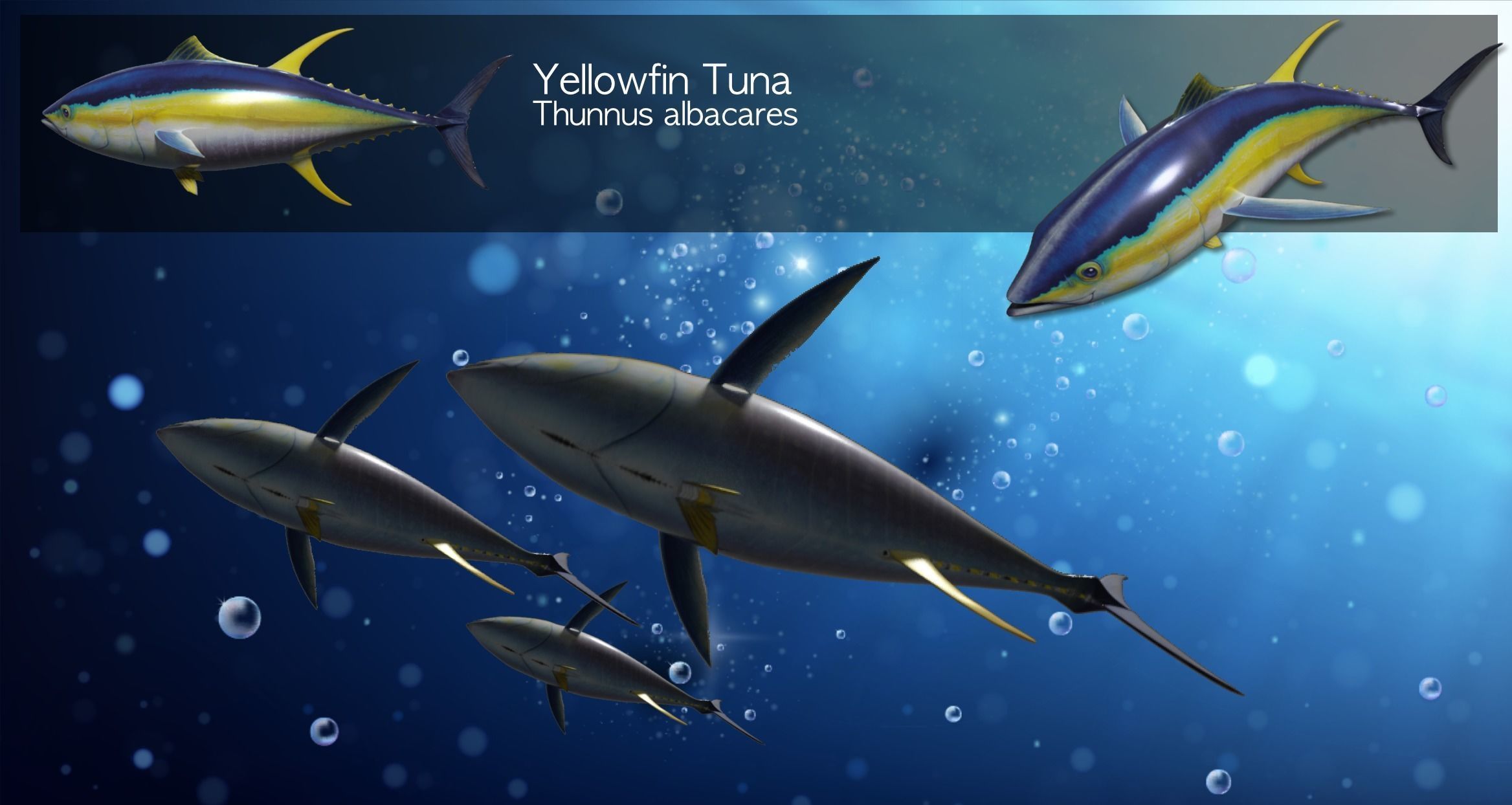 Yellowfin Tuna Rigged Hi and Low Poly Versions Low-poly 3D model_12