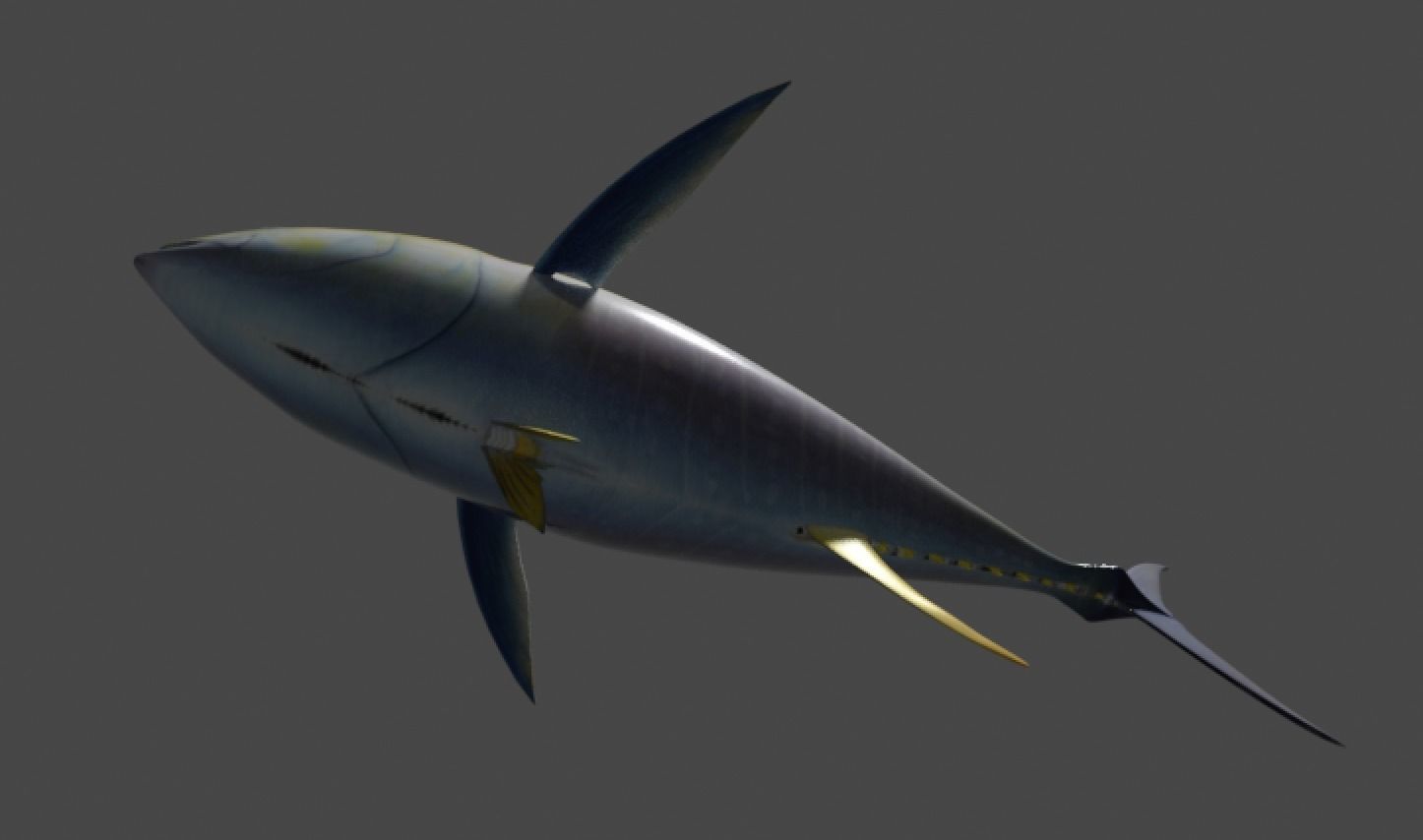 Yellowfin Tuna Rigged Hi and Low Poly Versions Low-poly 3D model_4