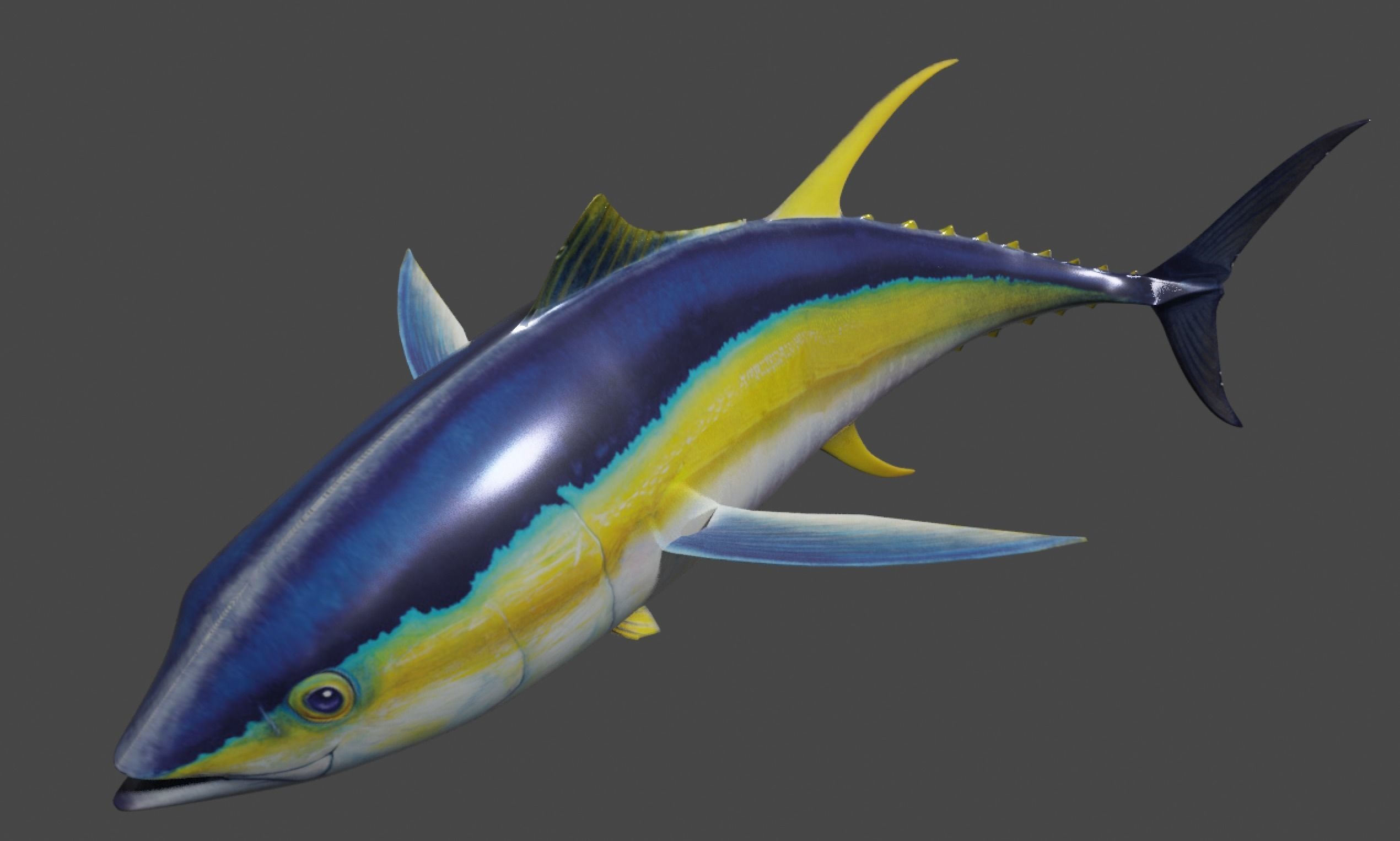 Yellowfin Tuna Rigged Hi and Low Poly Versions Low-poly 3D model_1