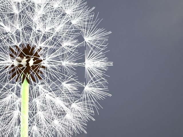 Dandelion ANIMATED 3D model_1