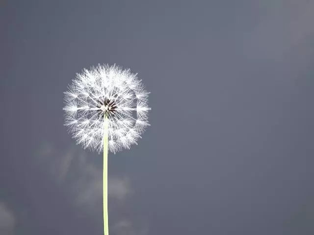 Dandelion ANIMATED 3D model_0