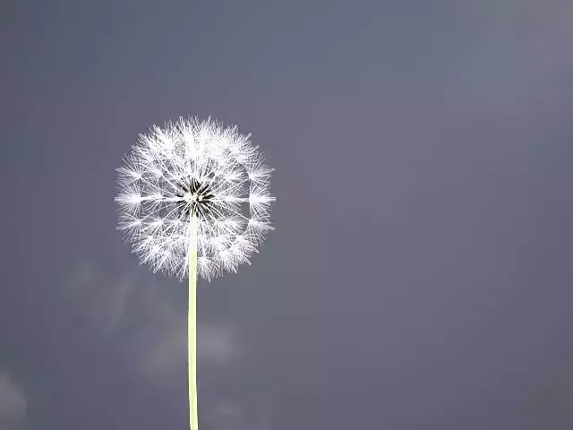 Dandelion ANIMATED