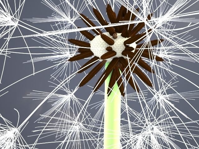 Dandelion ANIMATED 3D model_2