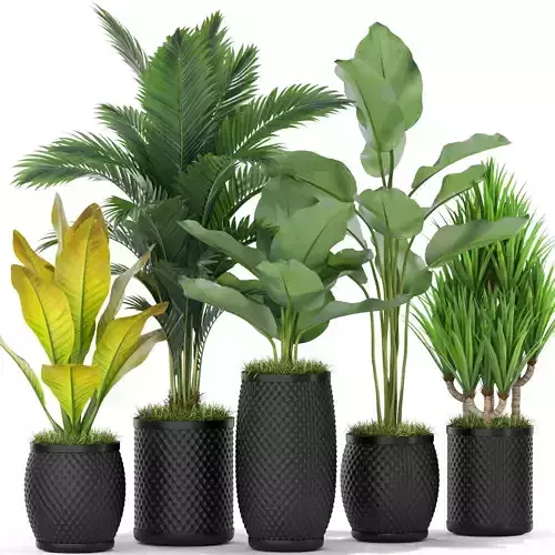 Plants collection 384