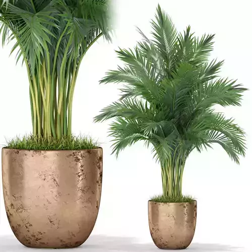 Plants collection 385