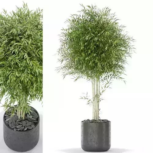 Plants collection 387