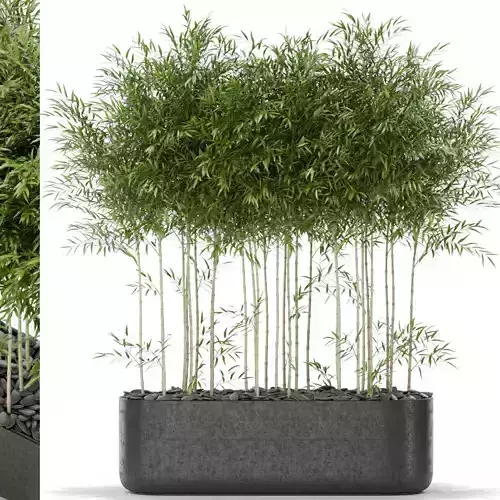 Plants collection 388