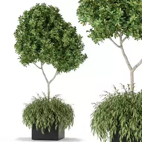 Plants collection 389