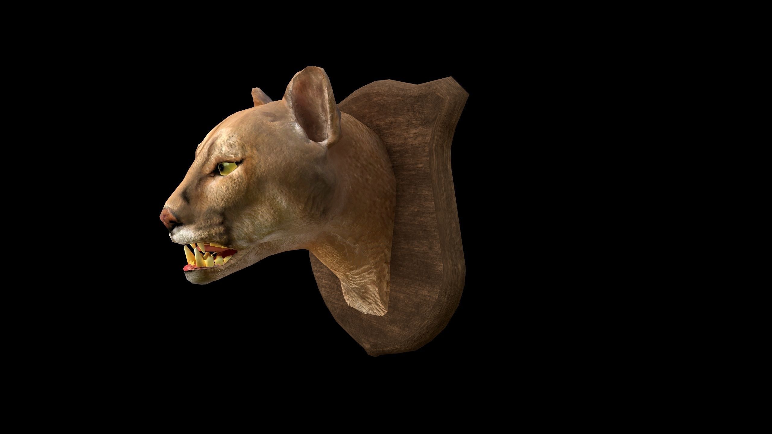 Cougar Head - PBR - Textured Low-poly 3D model_8