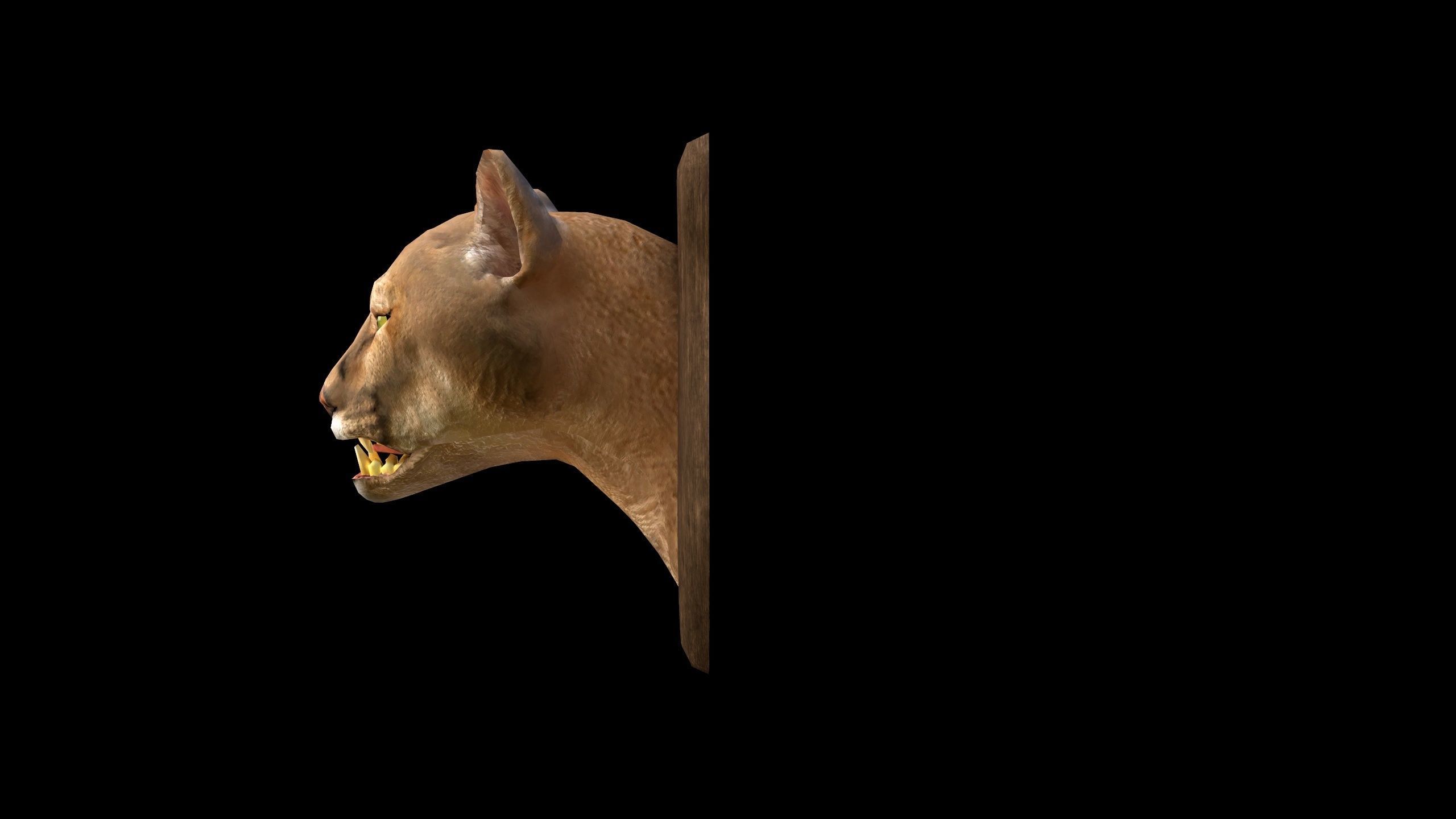Cougar Head - PBR - Textured Low-poly 3D model_7