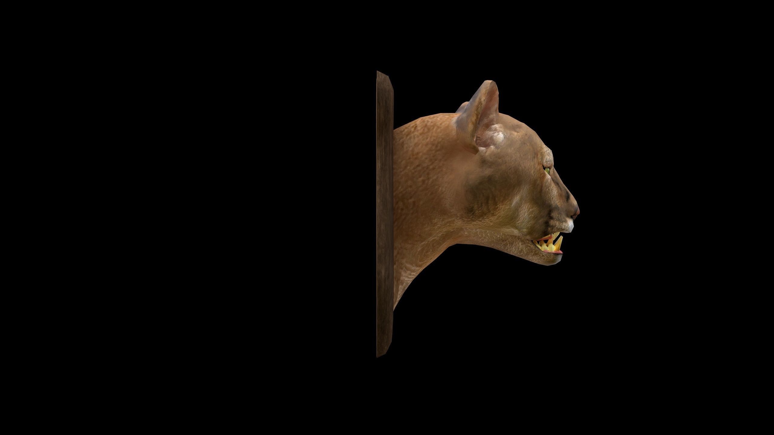 Cougar Head - PBR - Textured Low-poly 3D model_4