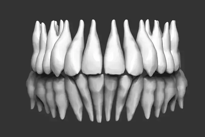 Human teeth 3D print model