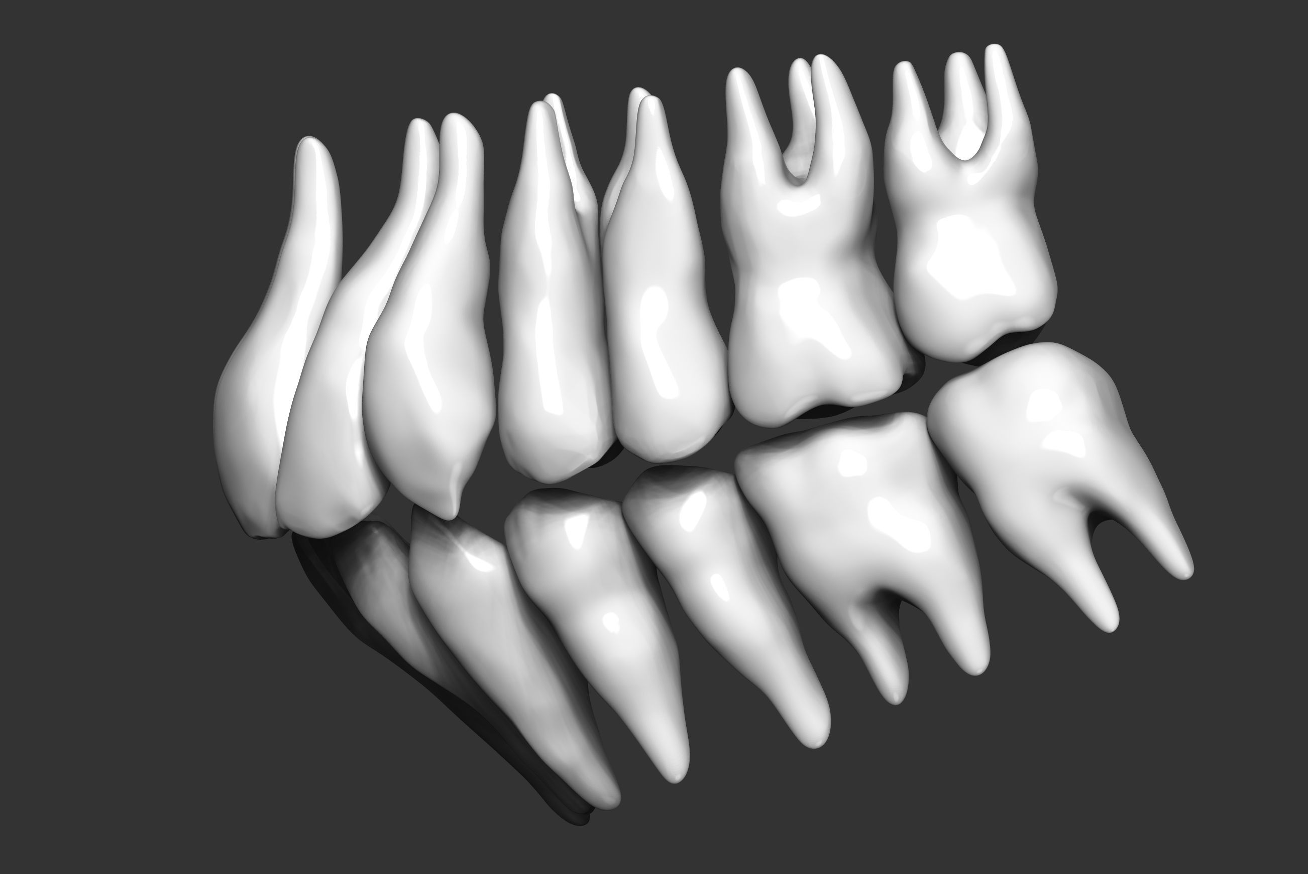 Human teeth 3D print model_2