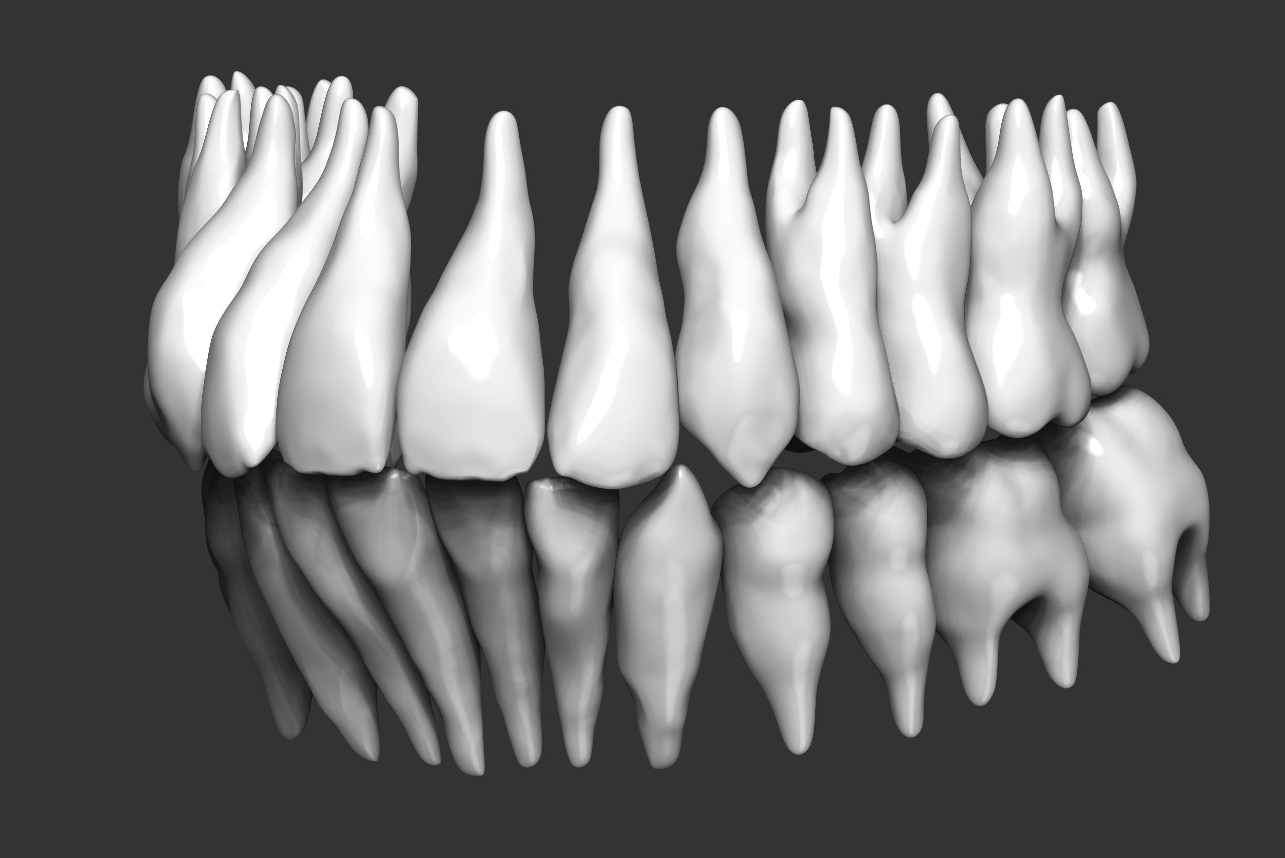 Human teeth 3D print model_1