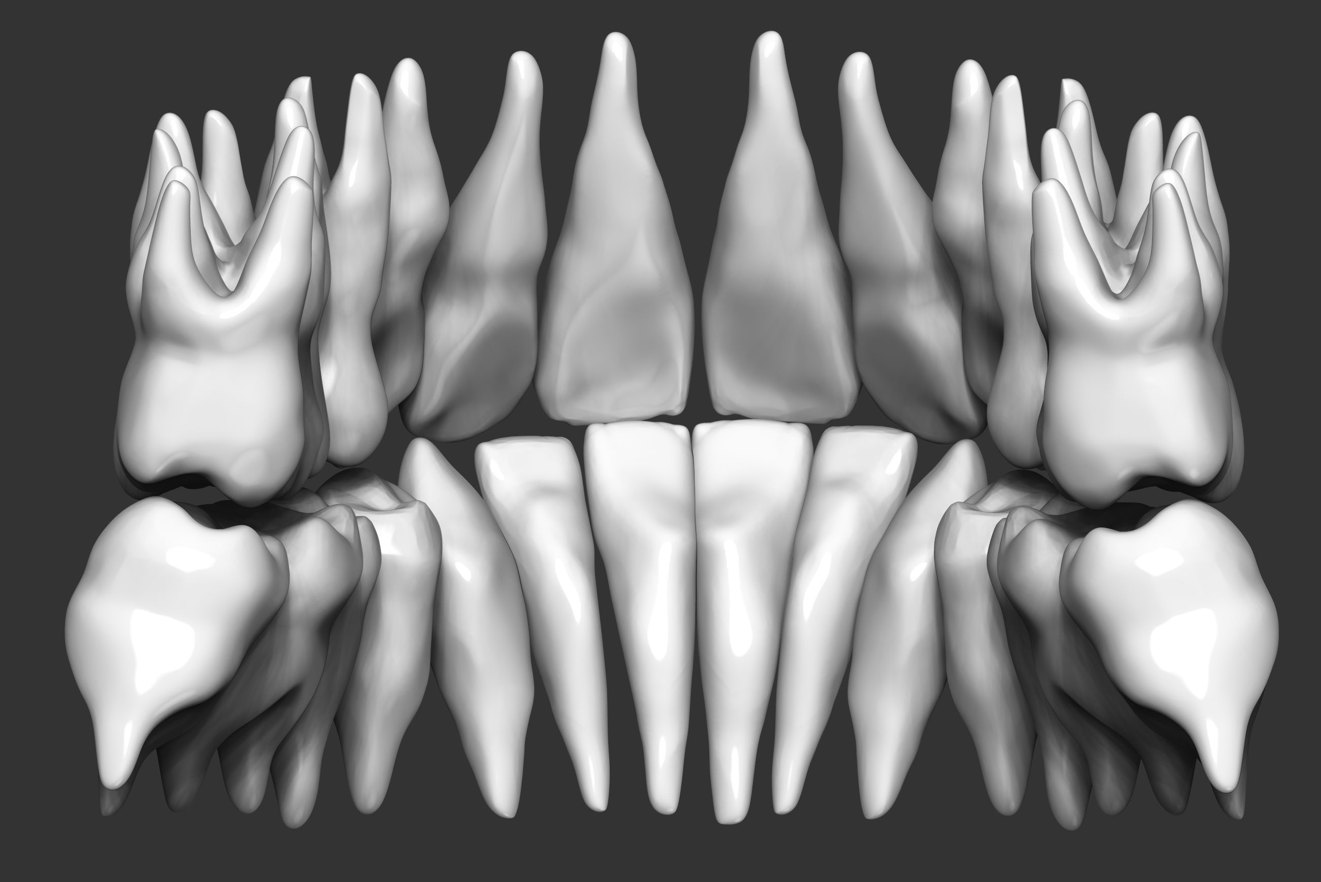 Human teeth 3D print model_3