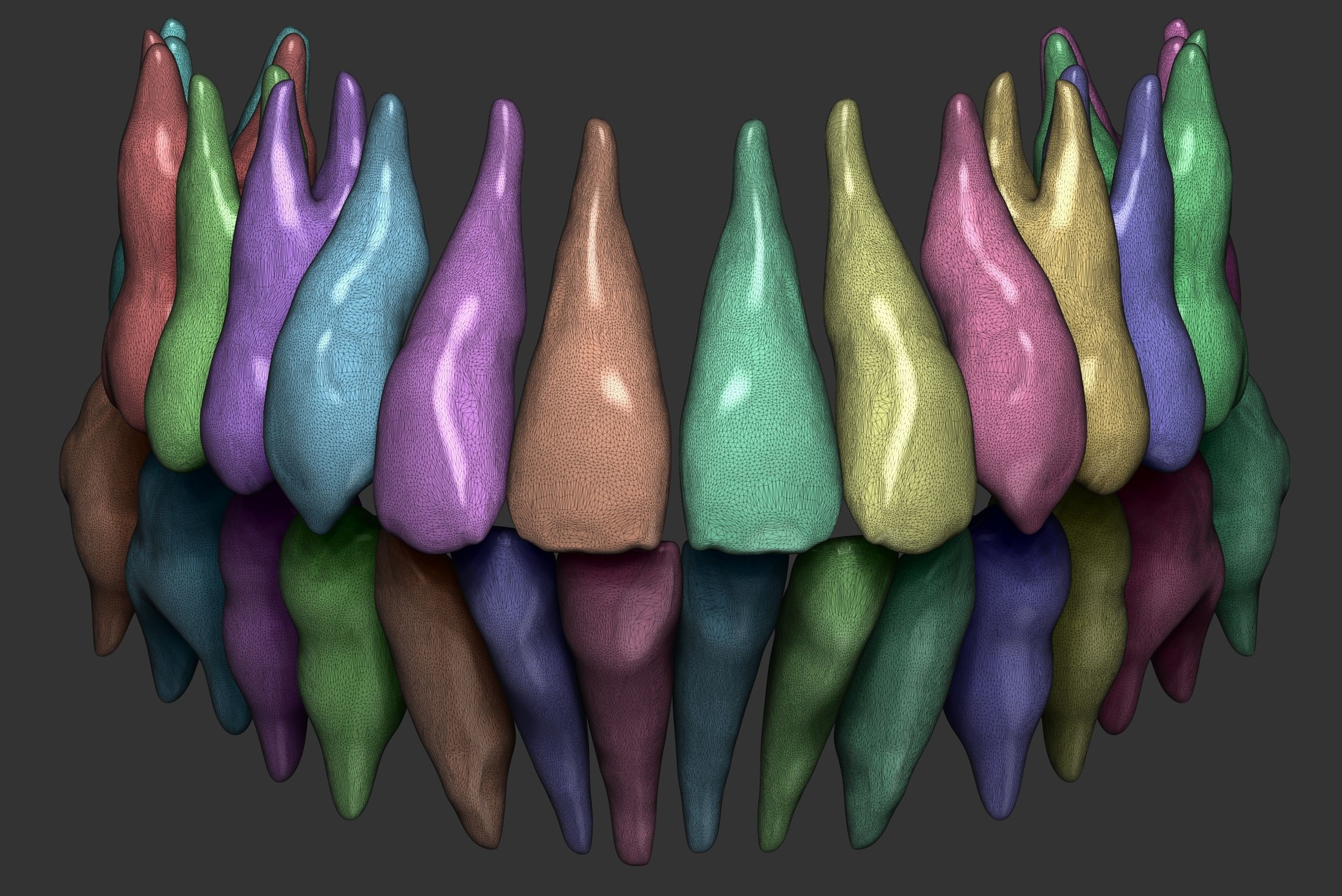 Human teeth 3D print model_4