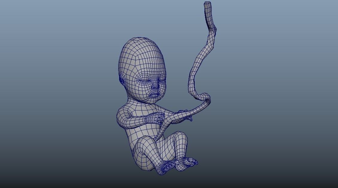 Human Fetus 10W Low-poly 3D model_9