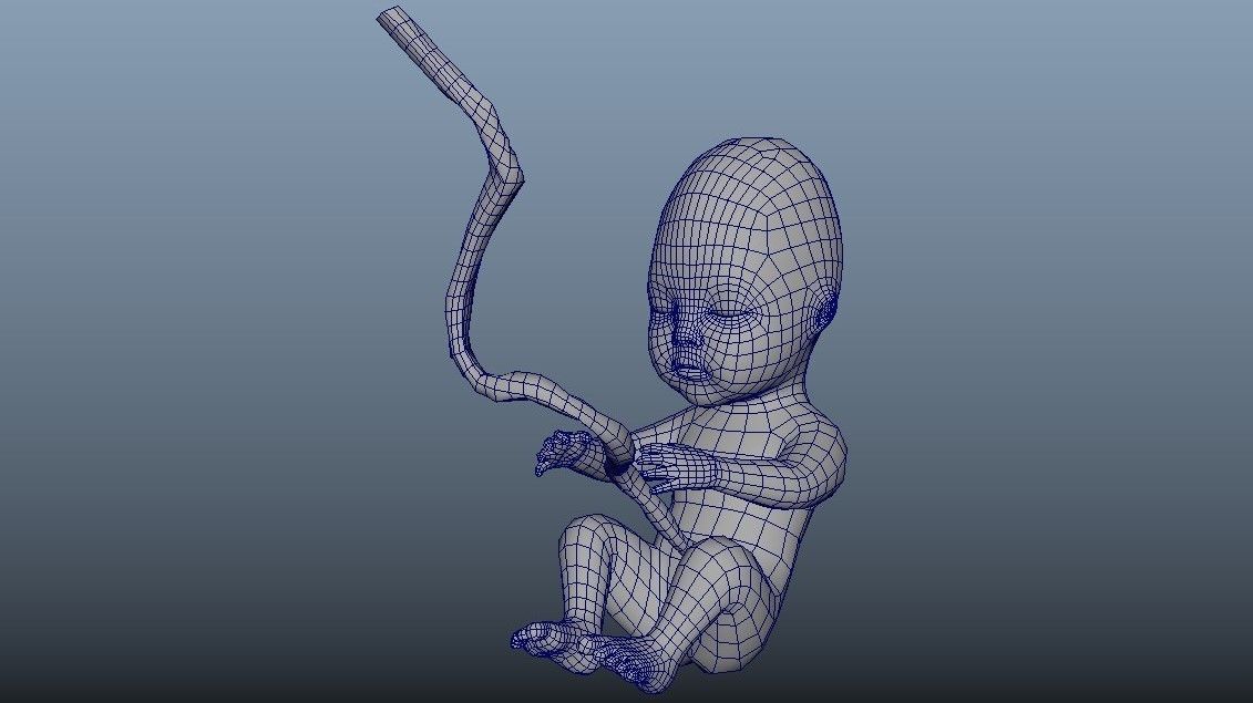 Human Fetus 10W Low-poly 3D model_8