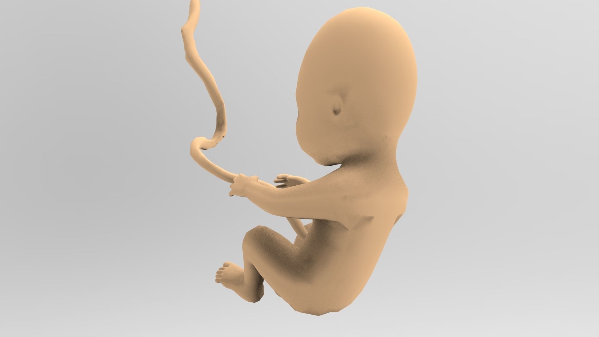 Human Fetus 10W Low-poly 3D model_5