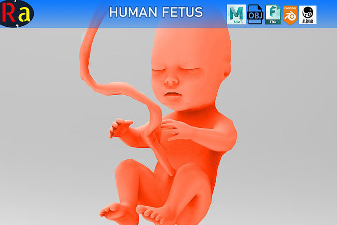Human Fetus 10W Low-poly 3D model