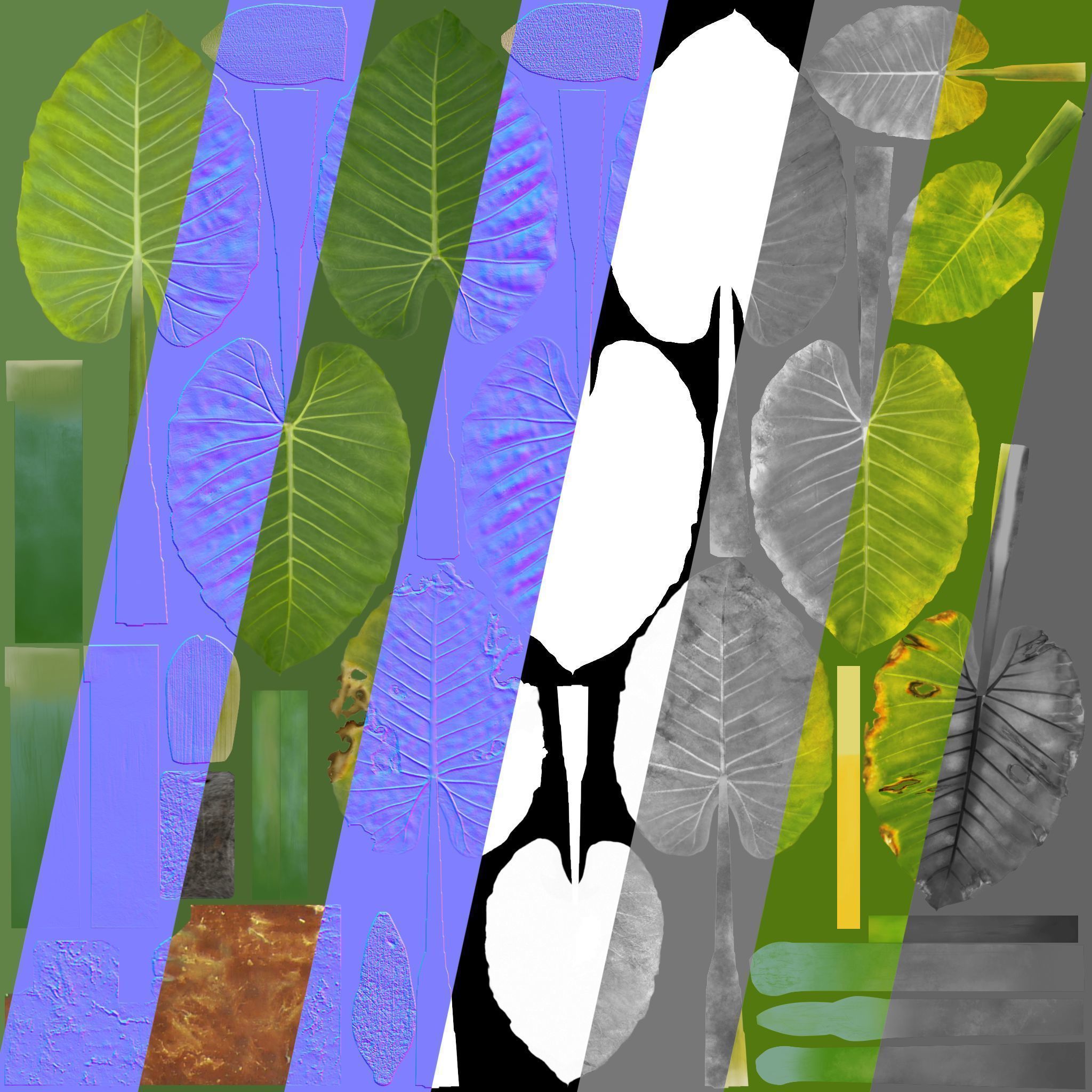 3D Taro Collection plants in garden near building Low-poly 3D model_11