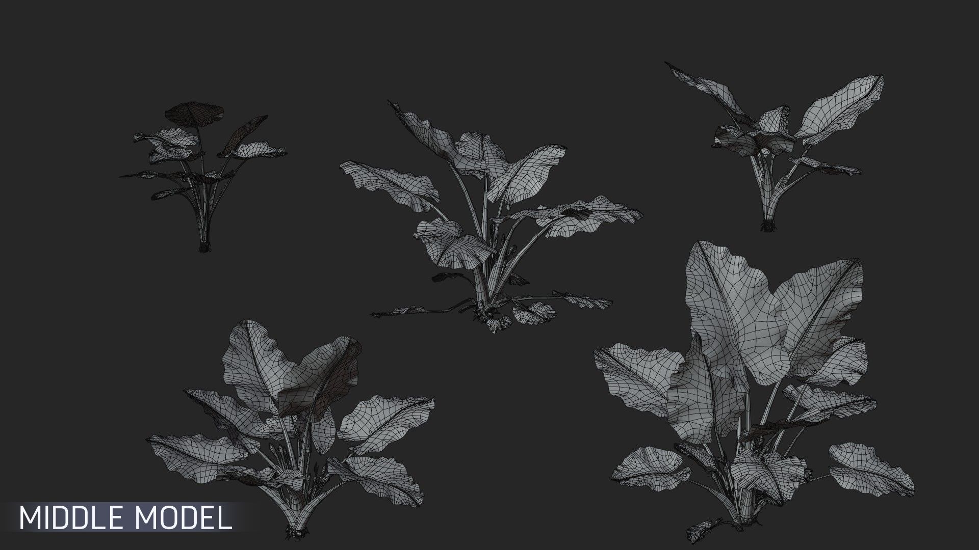 3D Taro Collection plants in garden near building Low-poly 3D model_7