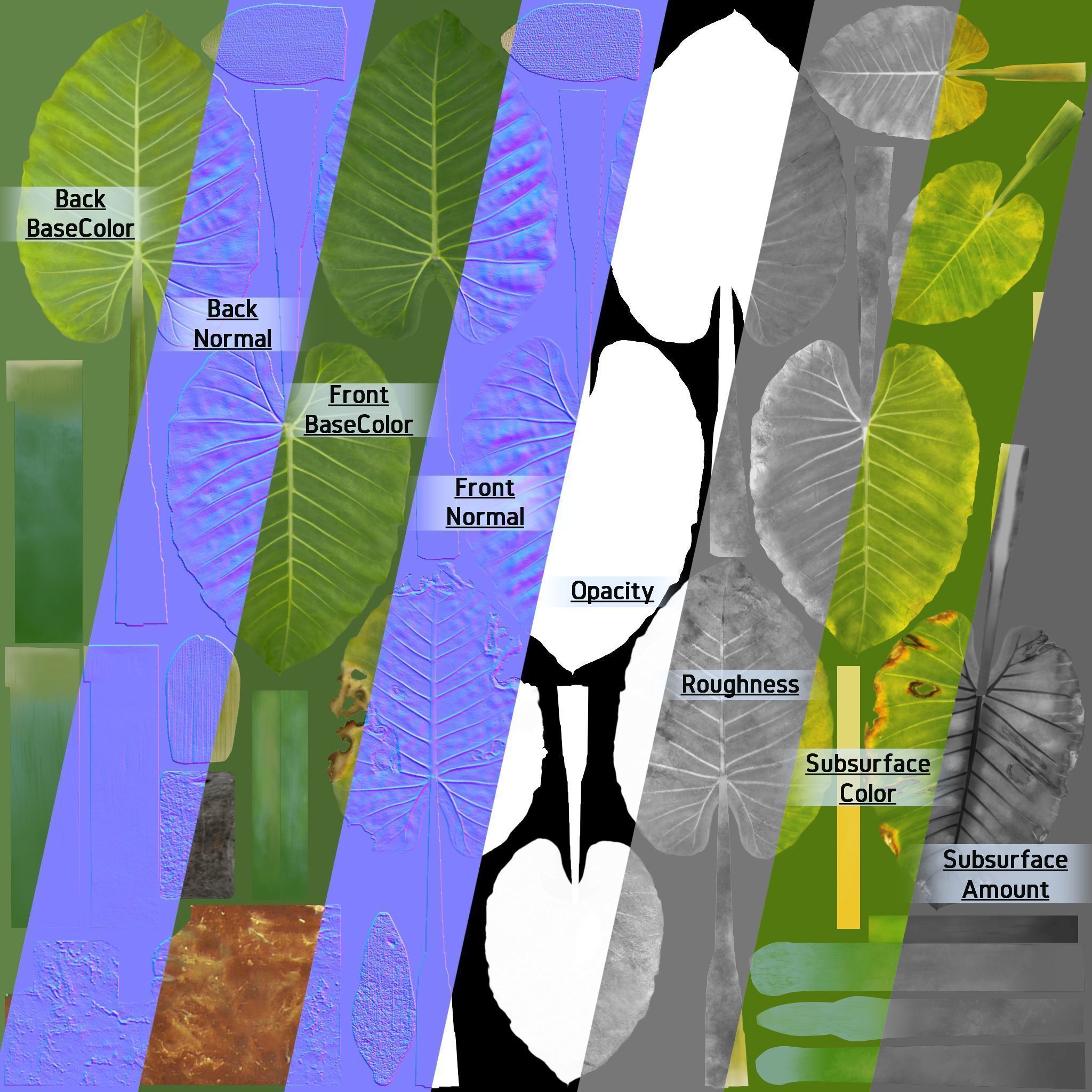 3D Taro Collection plants in garden near building Low-poly 3D model_10