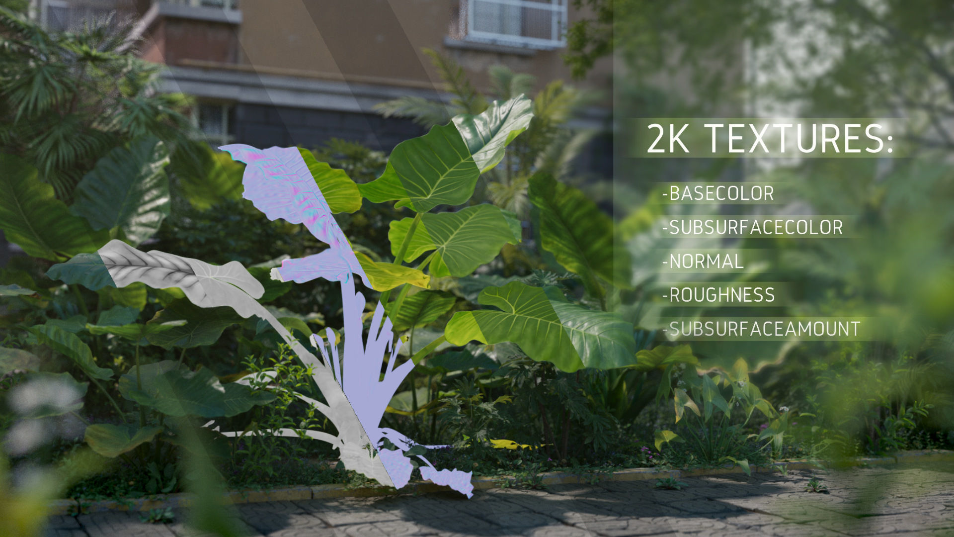 3D Taro Collection plants in garden near building Low-poly 3D model_4
