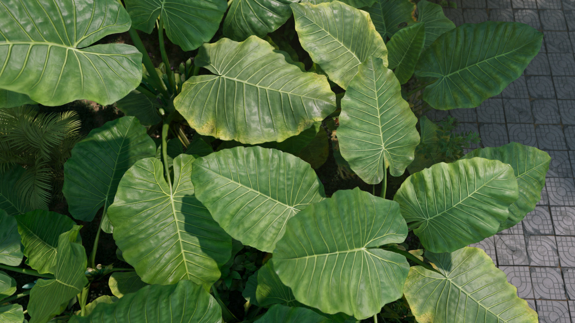 3D Taro Collection plants in garden near building Low-poly 3D model_3