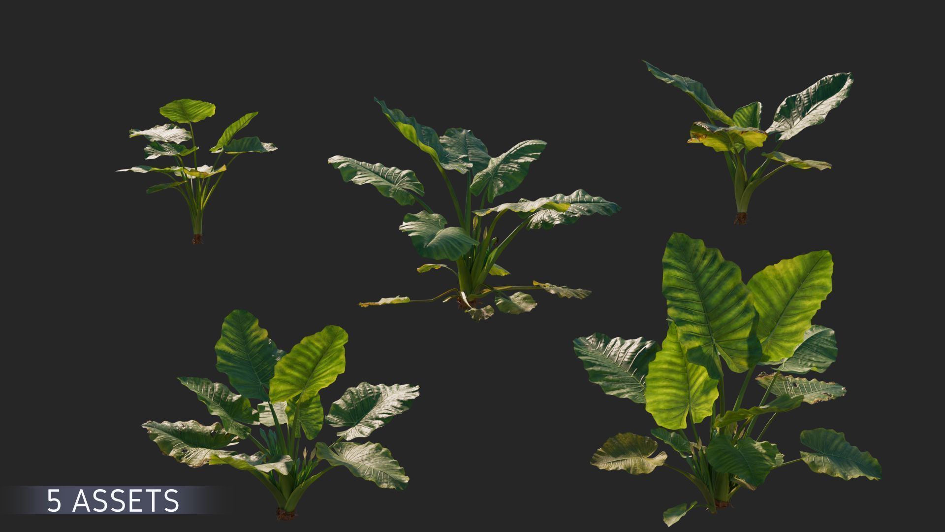 3D Taro Collection plants in garden near building Low-poly 3D model_5