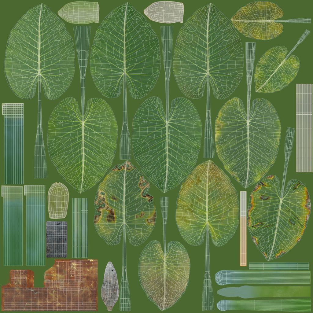 3D Taro Collection plants in garden near building Low-poly 3D model_9