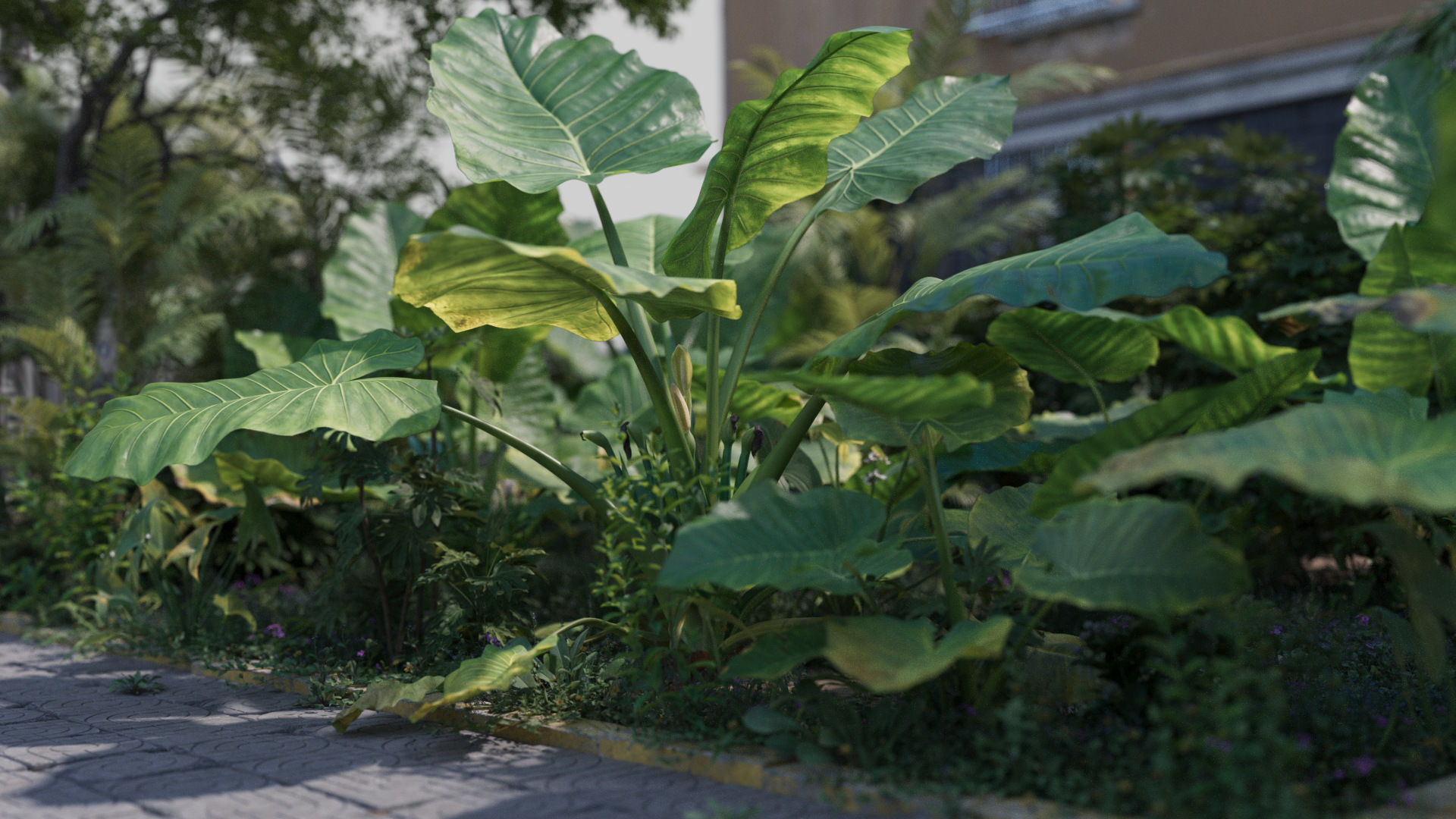 3D Taro Collection plants in garden near building Low-poly 3D model_1