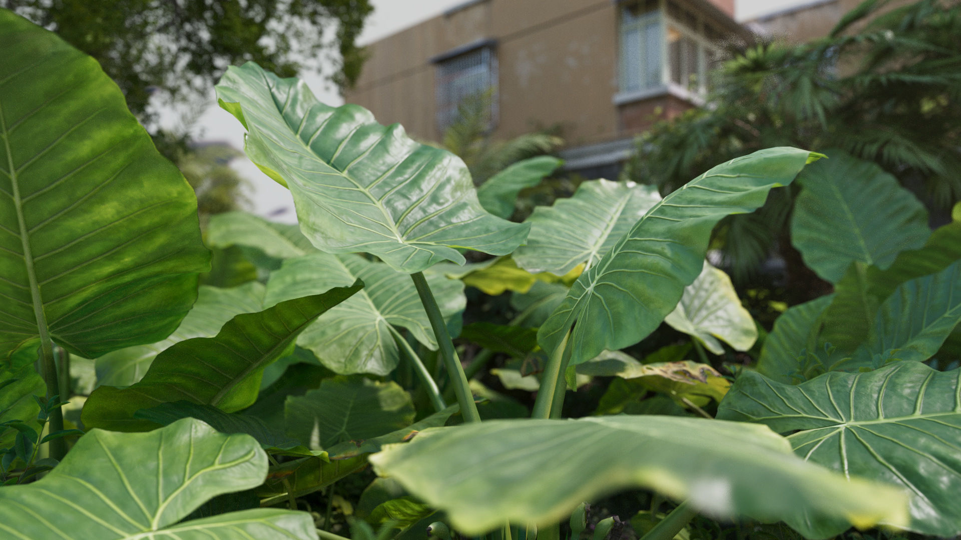 3D Taro Collection plants in garden near building Low-poly 3D model_2