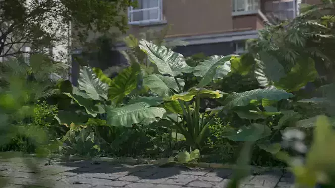 3D Taro Collection plants in garden near building Low-poly 3D model