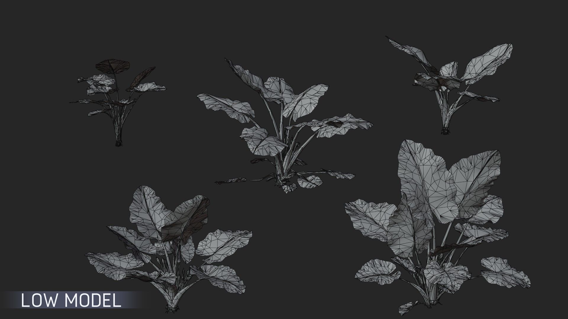 3D Taro Collection plants in garden near building Low-poly 3D model_8