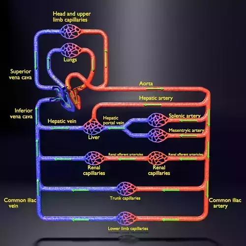 systemic blood flow detailed labelled